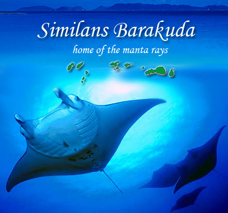 manta rays at the similans